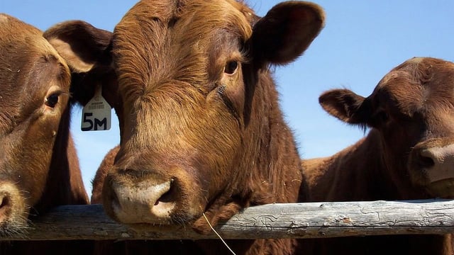 US beef moves a step closer to accessing 'enormous' Chinese market