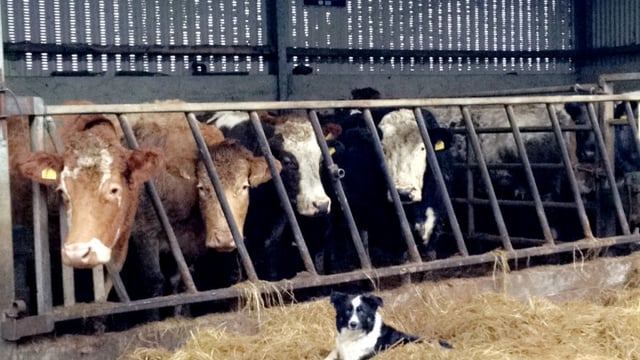 Is your herd suffering from one of the most common causes of abortion?