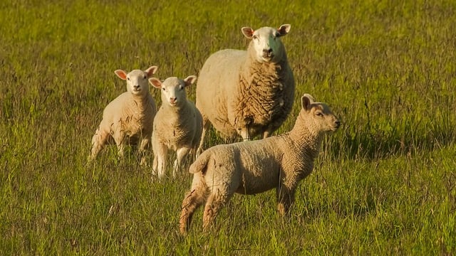 Dogs attack and kill eight sheep on Leitrim farm