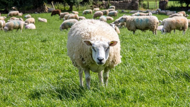 Farm Focus: Doubling grass growth and ewe numbers in just five years