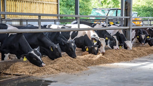 Is rose veal a viable option for Holstein Friesian bull calves?