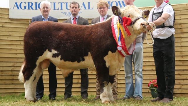 Pics: Herefords out in force at the Longford Show