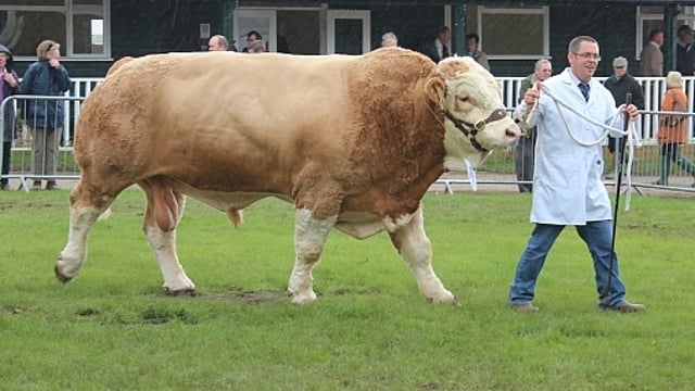 An abundance of agri shows in the south this Sunday