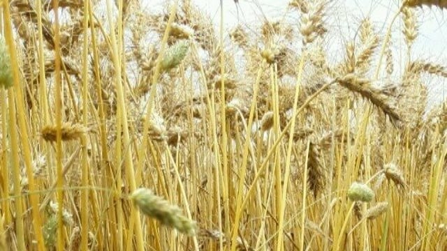 Take note of grass weeds from the combine