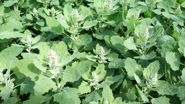 Irish farms take part in quinoa trials