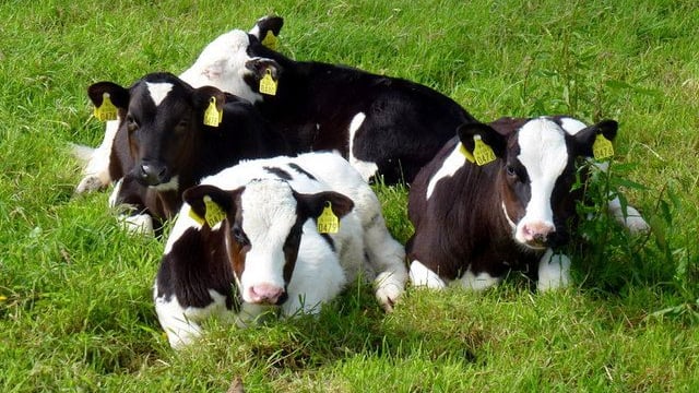 Reminder: Teagasc Moorepark dairy open day tomorrow