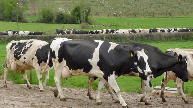 Liquid Milk scheme should be brought to an end: It serves no real purpose