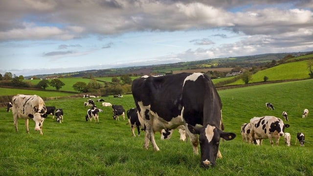 EBI proving its worth in the Next Generation Herd