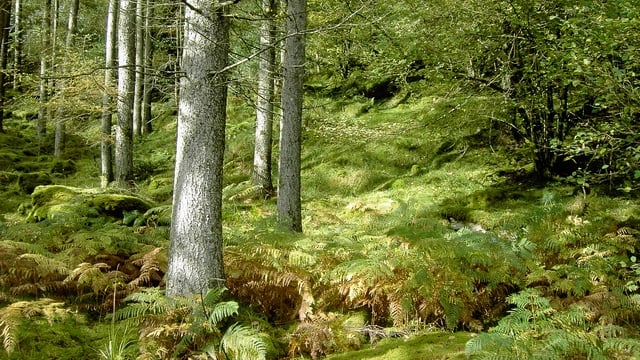 Dublin Mountains Makeover to see 9 forests converted from commercial to recreational use