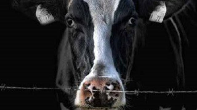 Complaints over Irish ad declaring dairy as ‘inhumane’ rejected by regulator