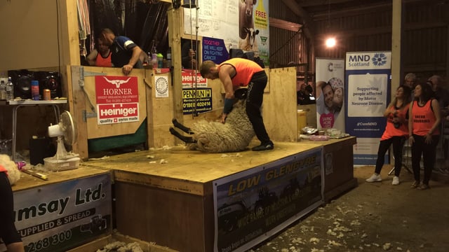 Pics: Scotsman shears 2,000 sheep in 50-hour marathon