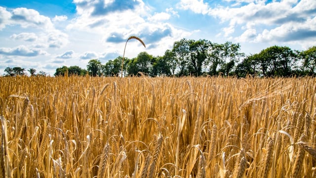 How does Irish tillage compare to other sectors on emissions?