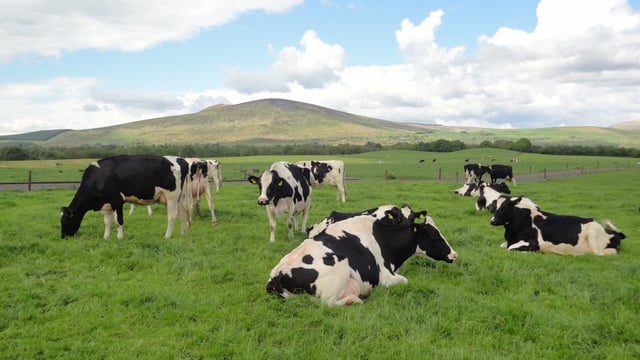 IHFA to host European Holstein conference in Dublin