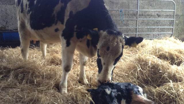 Autumn calving: Better in a paddock or shed?