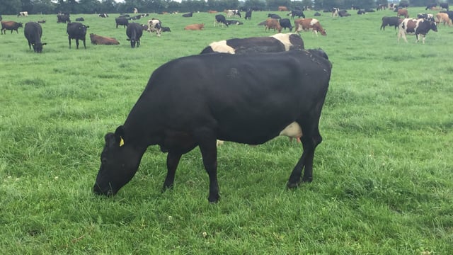 Moving to 220 cows: Crossbreds deliver the goods, but there's room to improve