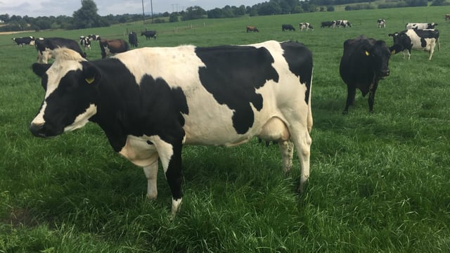 ‘Living the dairy dream’ on leased land in Co. Carlow