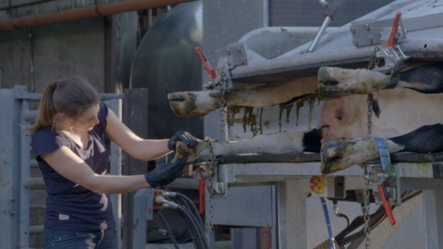 Hoof trimming problems inspired Cork farmer to innovate