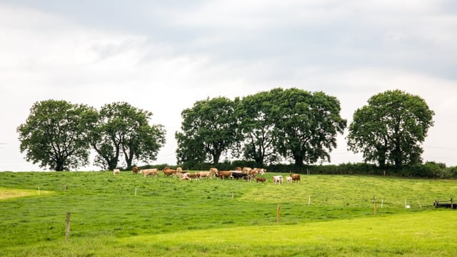 A 50 year journey: Developing animal health products for Irish farming needs