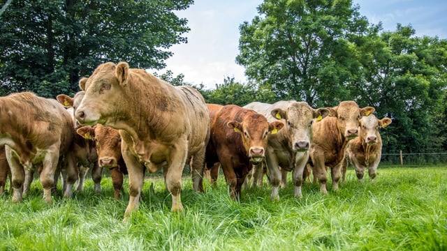 Over 3,000 bulls destined for Libya