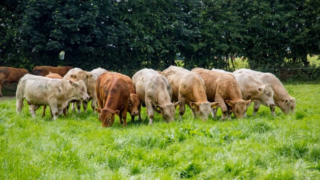 €926/ha gross margin difference between best and worst beef finishers