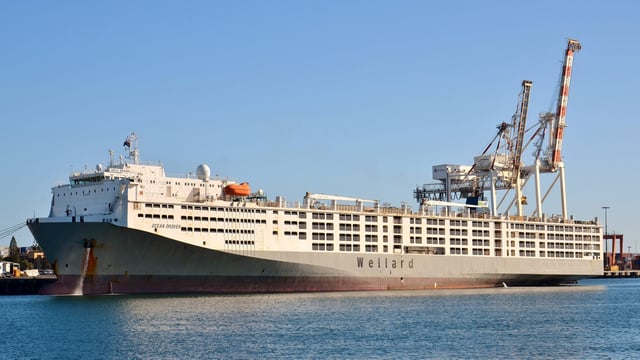 6,600 NZ dairy cows en route to China aboard world's largest livestock carrier