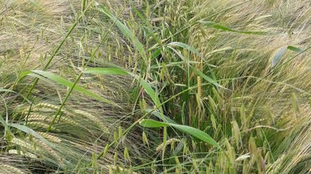 Controlling wild oats with broadleaved application