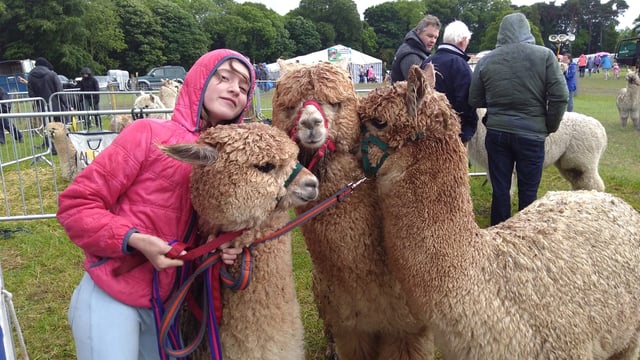 Alpacas in huge demand as 'extraordinary livestock'