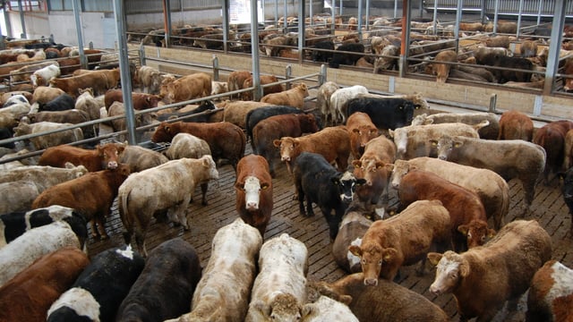Cattle marts: The latest prices from across the country