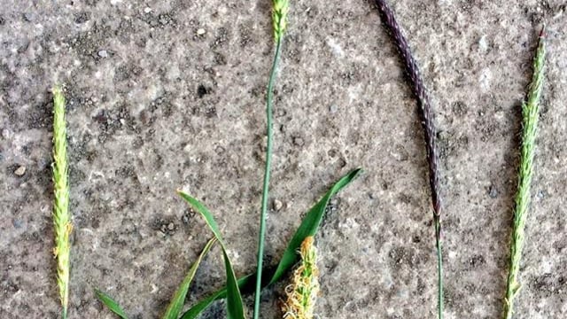 Grass weed control and minimum-tillage under investigation