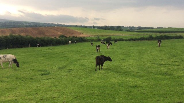 Grass advice: Managing surplus grass and rotation length