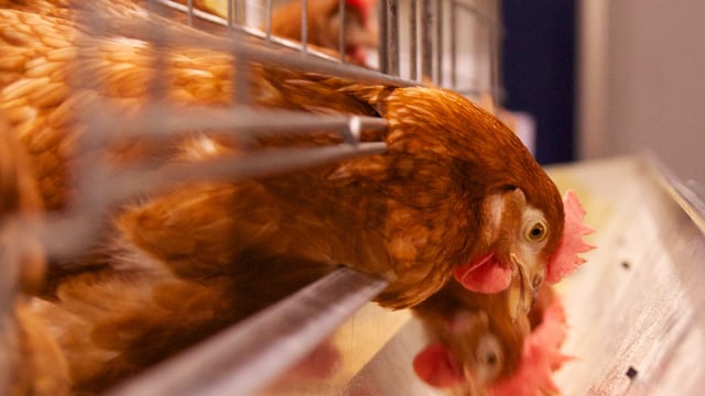 Poultry producers protest outside supermarkets