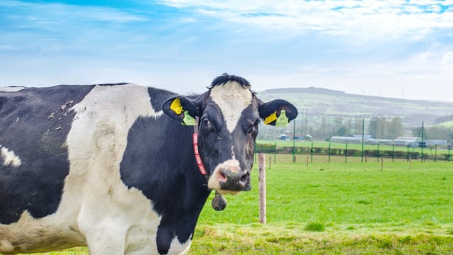 Dairygold, Arrabawn and Carbery listed among country's worst polluters