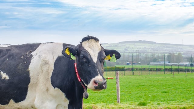 EU voluntary milk reduction scheme deemed 'a great success'