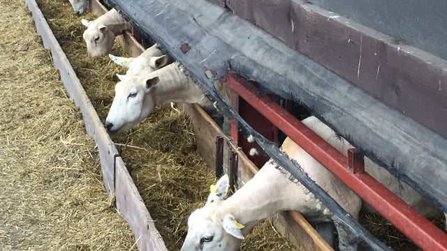 Why good housing means less work when it comes to sheep