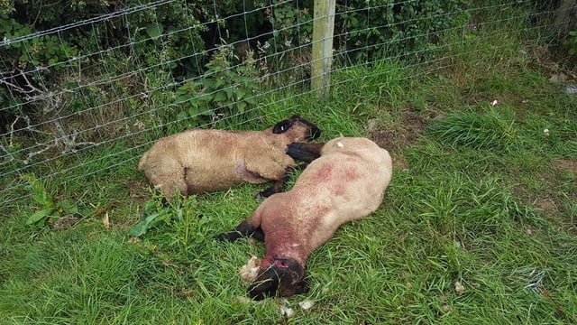 Graphic content: Sheeps' ears sliced off and 'throats stabbed' in malicious attack