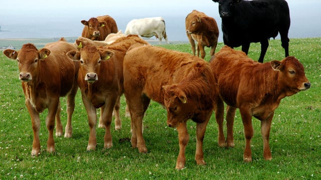 International animal genetics conference in Dublin this week