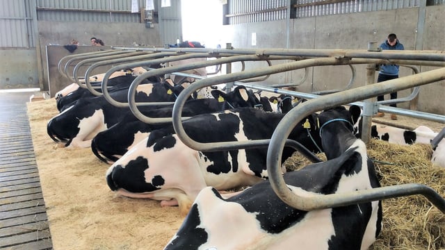 Pics: €6,500 top price at Holstein Friesian open day sale