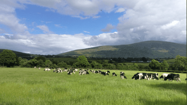 'Grass growth plummets from highs seen in early June'