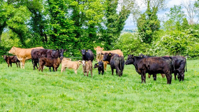 Agri-pharma firm Norbrook's profits soar in latest accounts