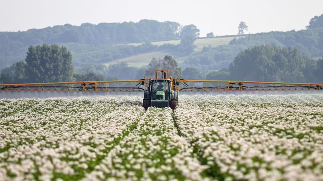 Met Éireann advises potato growers of blight risk