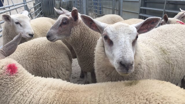 Sheep supplies show some signs of easing