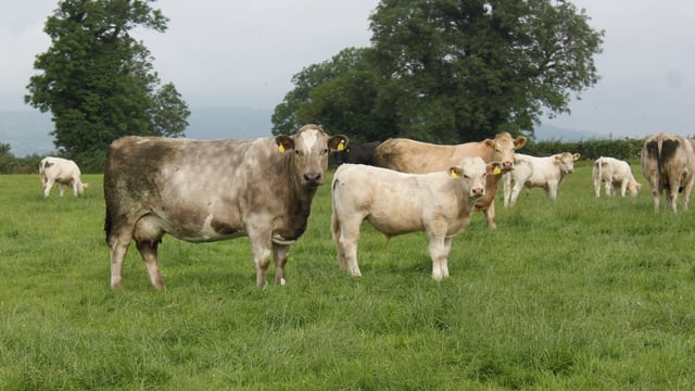 'Alternative uses' suggested for land 'released from beef production'