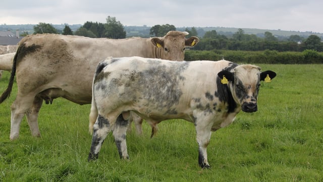 'Holstein blood is infiltrating the Irish suckler herd'