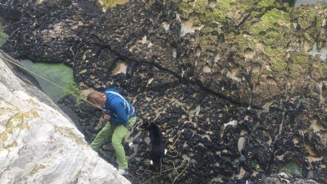 Pics: Sheepdog rescued after 'protective' ewe chased it off 60ft cliff