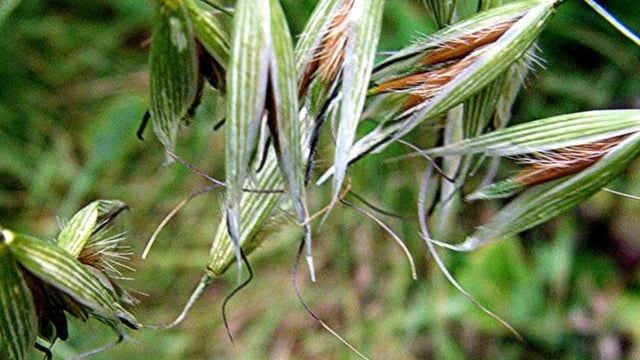 Resistance to wild oat herbicide prominent in the south east