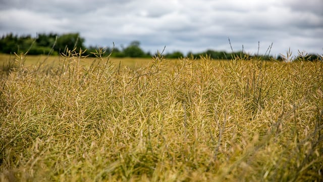 Oilseed rape - one of the better stories so far this harvest