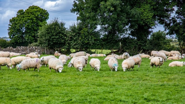Net margins jump by €95/ha on sheep farms in 2016
