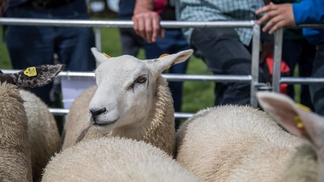 Sheep marts: Trade improves for breeding stock, but lamb prices ease again
