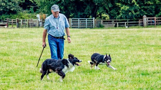 Video: Ireland's best sheep dogs take to the fields of the Model County