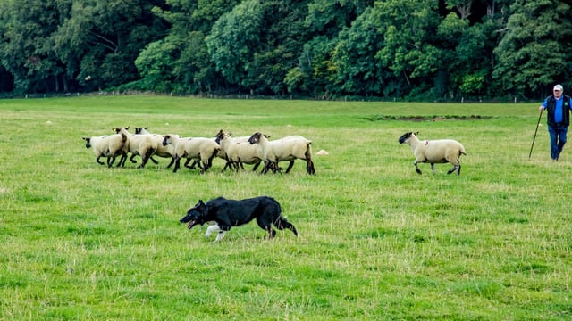 National sheep dog trials head west